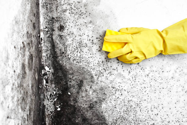 Best Crawl Space Mold Remediation in Green Meadows, OH