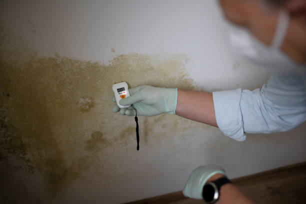Best Black Mold Remediation in Green Meadows, OH