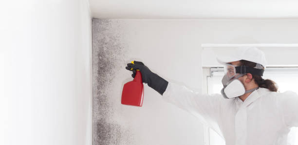 Best HVAC Mold Remediation in Green Meadows, OH